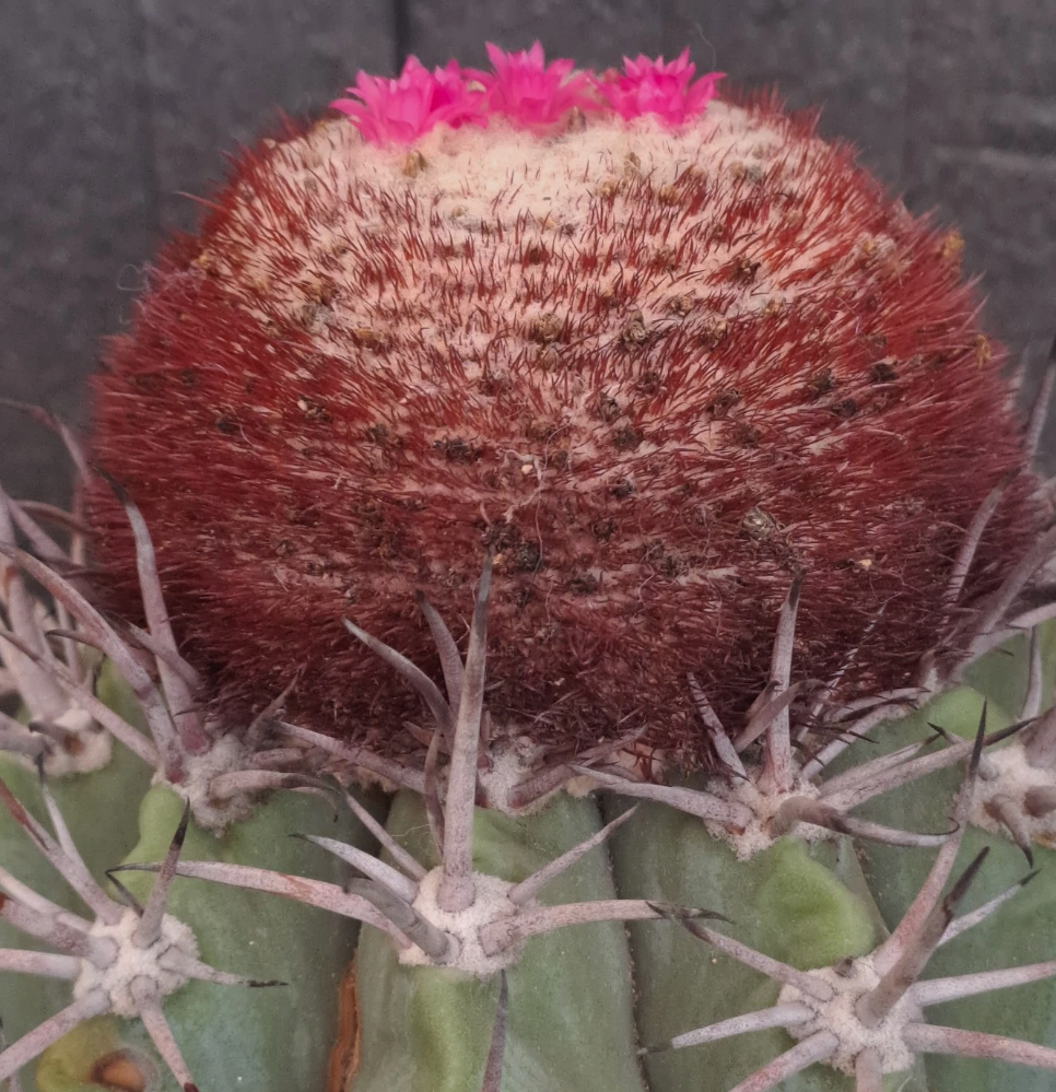 Melocactus pachyacanthus 15 Pieces Seeds