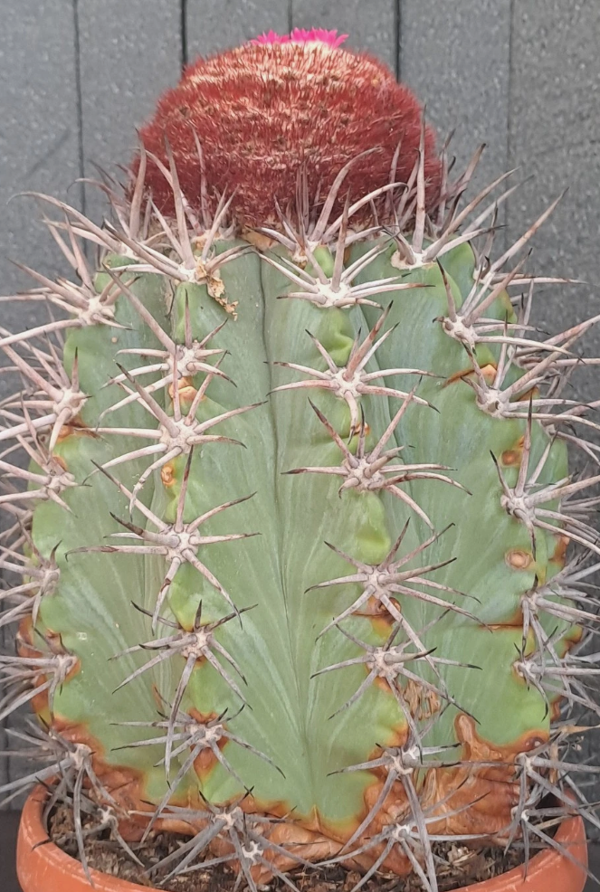 Melocactus pachyacanthus 15 Pieces Seeds