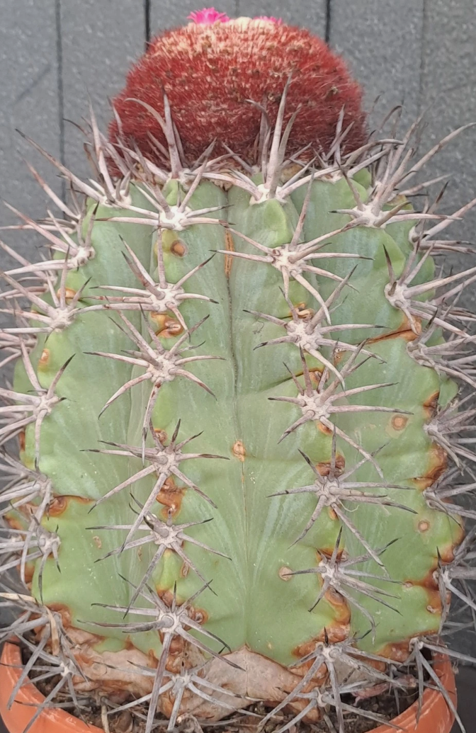 Melocactus pachyacanthus 15 Pieces Seeds