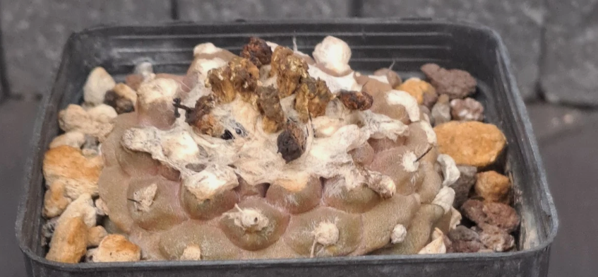 Copiapoa hypogaea lizard skin 10 Pieces Seeds