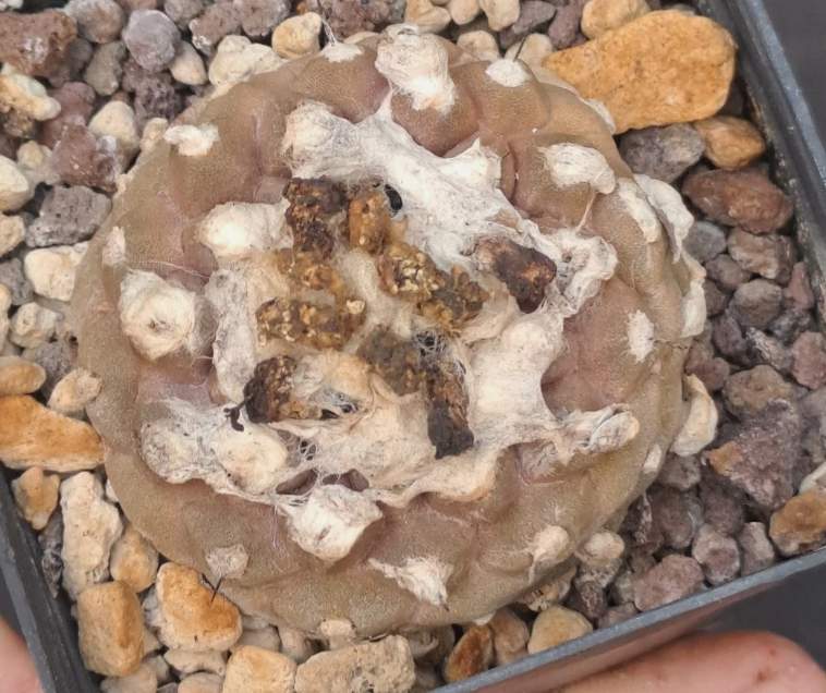 Copiapoa hypogaea lizard skin 10 Pieces Seeds