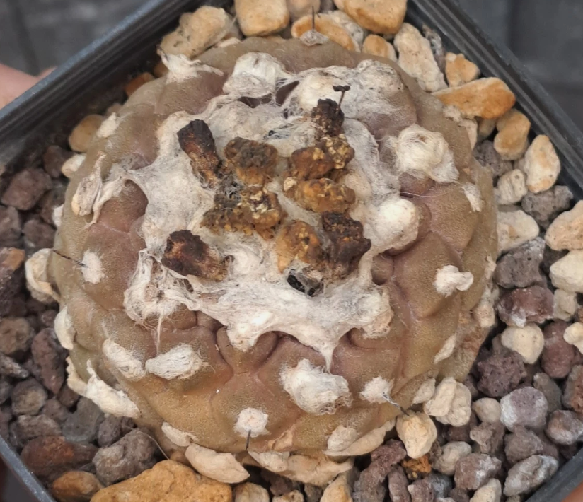 Copiapoa hypogaea lizard skin 10 Pieces Seeds