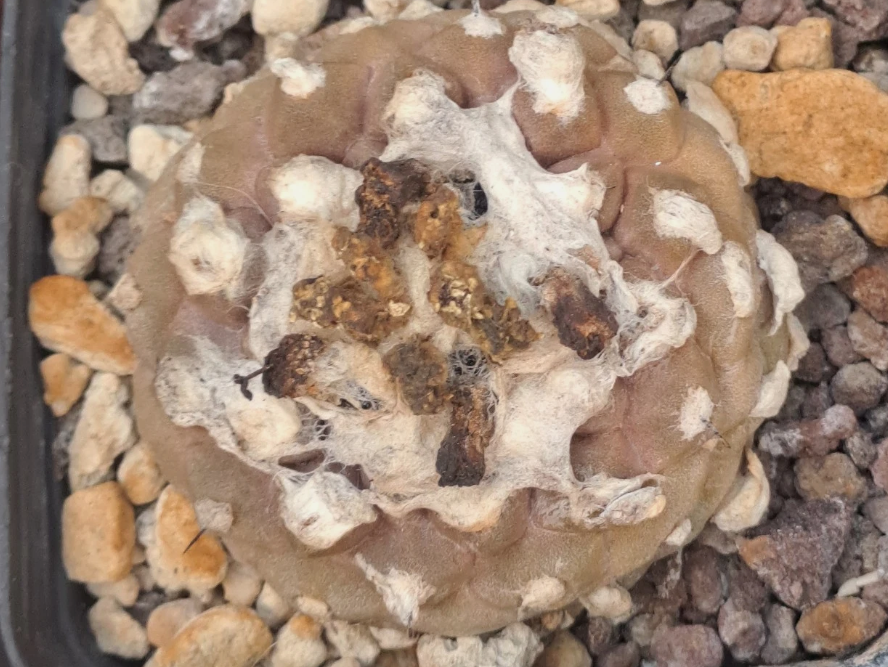 Copiapoa hypogaea lizard skin 10 Pieces Seeds
