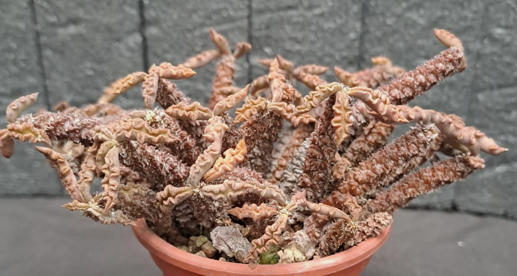 Euphorbia decaryi var. spirosticha 10 Pieces Seeds