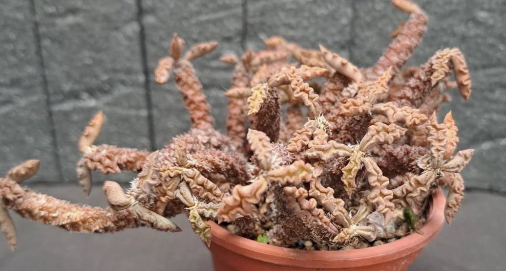 Euphorbia decaryi var. spirosticha 10 Pieces Seeds
