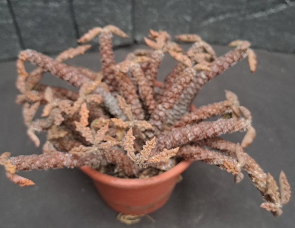 Euphorbia decaryi var. spirosticha 10 Pieces Seeds