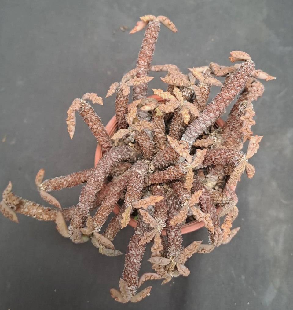 Euphorbia decaryi var. spirosticha 10 Pieces Seeds