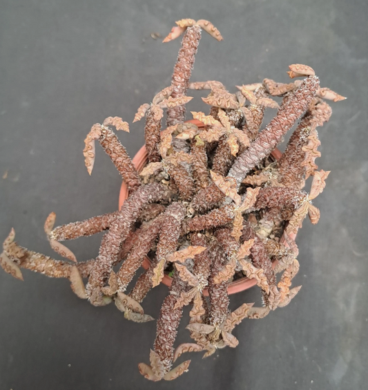 Euphorbia decaryi var. spirosticha 10 Pieces Seeds