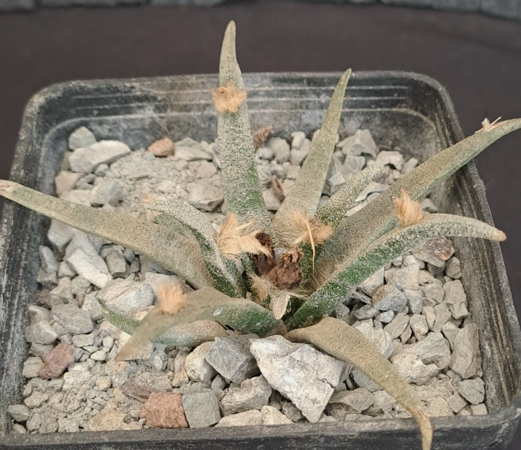 Ariocarpus agavoides f. sanluisensis 10 Pieces Seeds