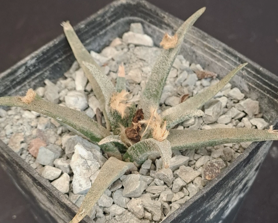 Ariocarpus agavoides f. sanluisensis 10 Pieces Seeds