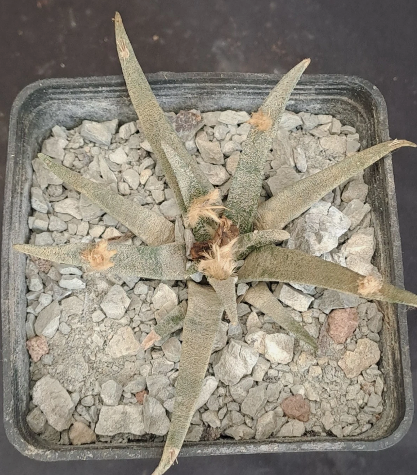 Ariocarpus agavoides f. sanluisensis 10 Pieces Seeds