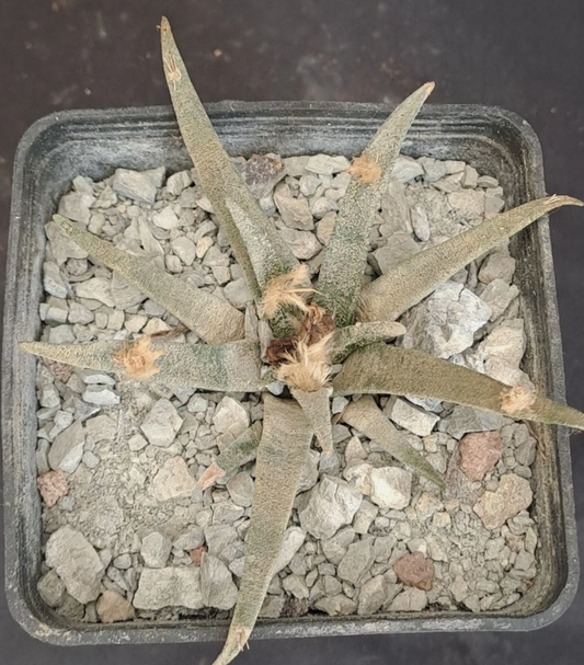 Ariocarpus agavoides f. sanluisensis 10 Pieces Seeds