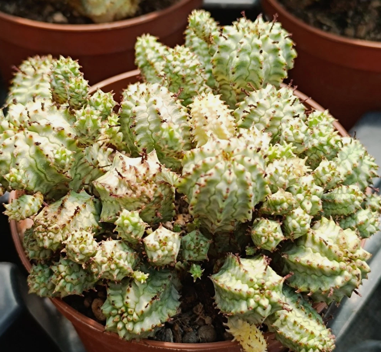 Euphorbia submammillaris var. Pfersdorfii 7 Pieces Seeds