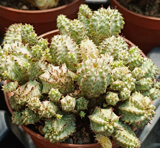 Euphorbia submammillaris var. Pfersdorfii 7 Pieces Seeds