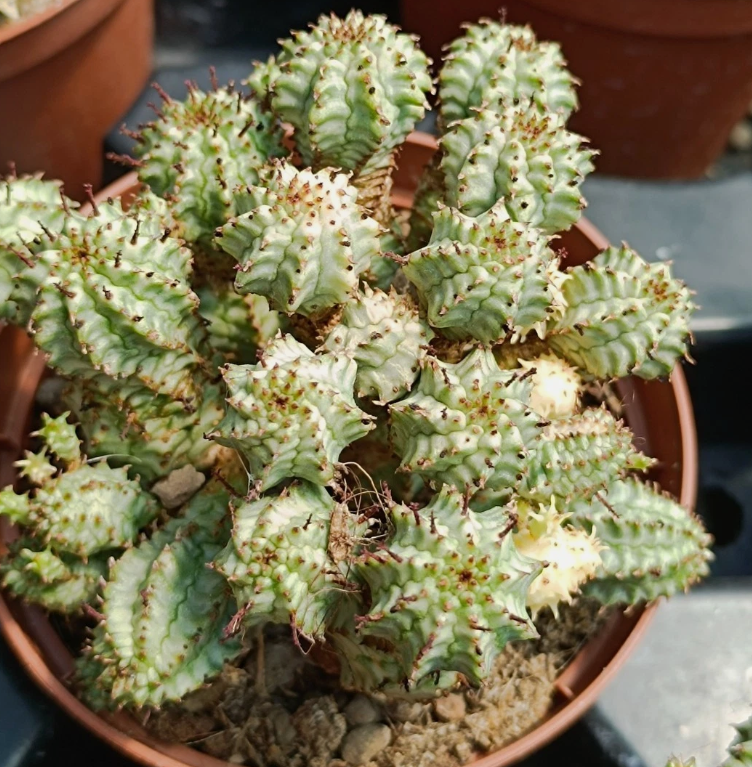 Euphorbia submammillaris var. Pfersdorfii 7 Pieces Seeds
