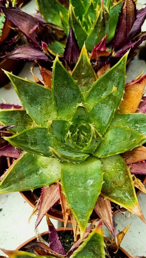 Aloe polyphylla spiralis 10 Pieces Seeds