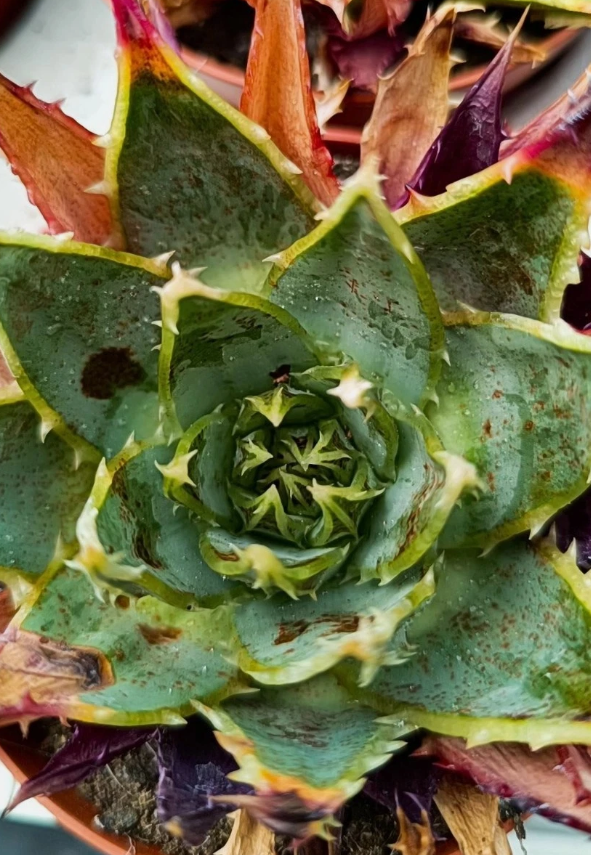 Aloe polyphylla spiralis 10 Pieces Seeds