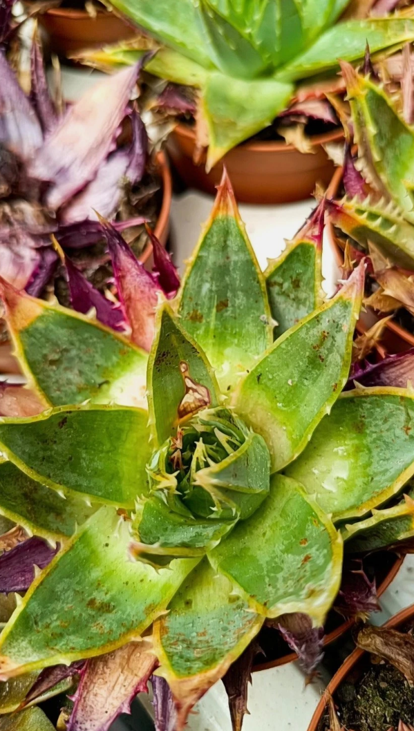 Aloe polyphylla spiralis 10 Pieces Seeds