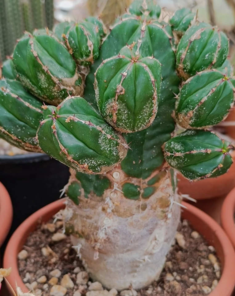 Euphorbia handiensis 7 Pieces Seeds