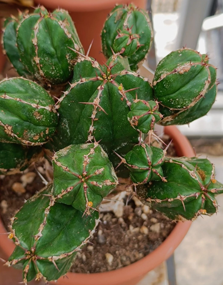 Euphorbia handiensis 7 Pieces Seeds