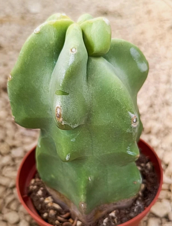 Lophocereus schottii var. major 10 Pieces Seeds