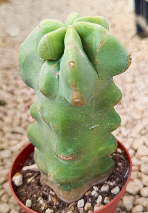 Lophocereus schottii var. major 10 Pieces Seeds