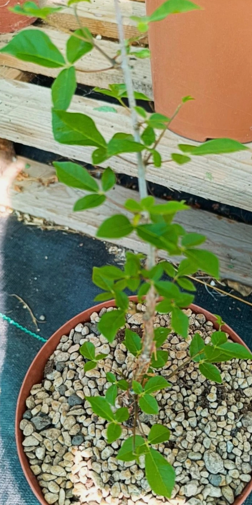 Commiphora sp. ambovonosokafana 4 Pieces Seeds