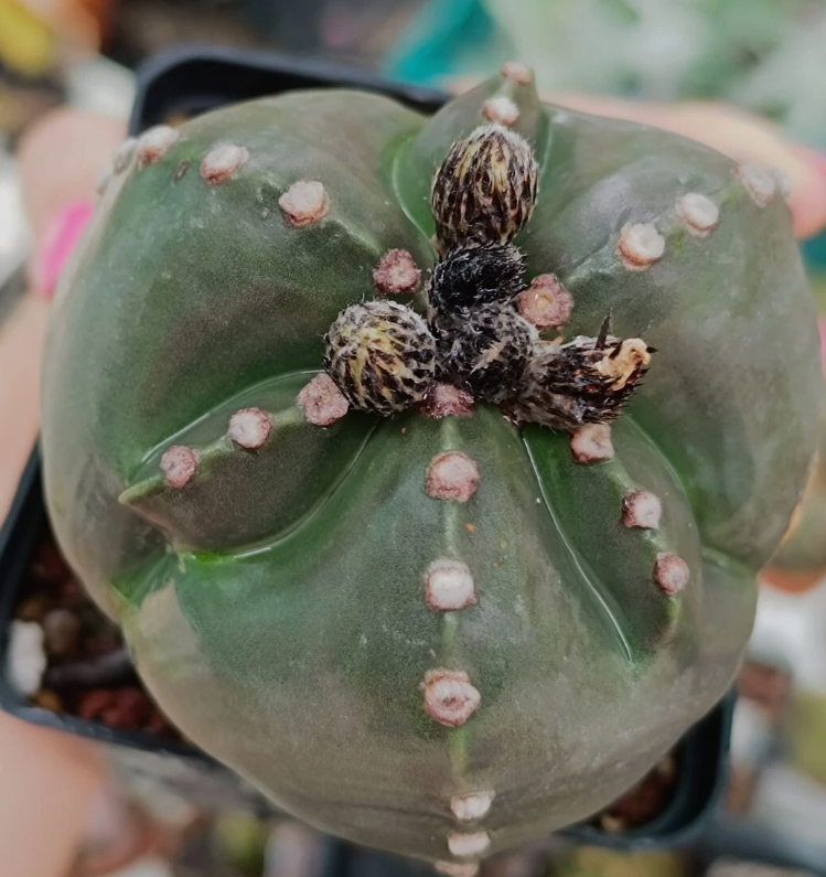 Astrophytum nudum infracosta tricostatum f. Ball 10 Pieces Seeds