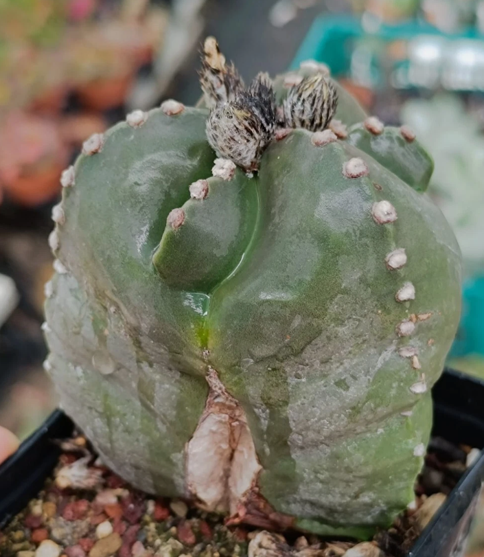 Astrophytum nudum infracosta tricostatum f. Ball 10 Pieces Seeds