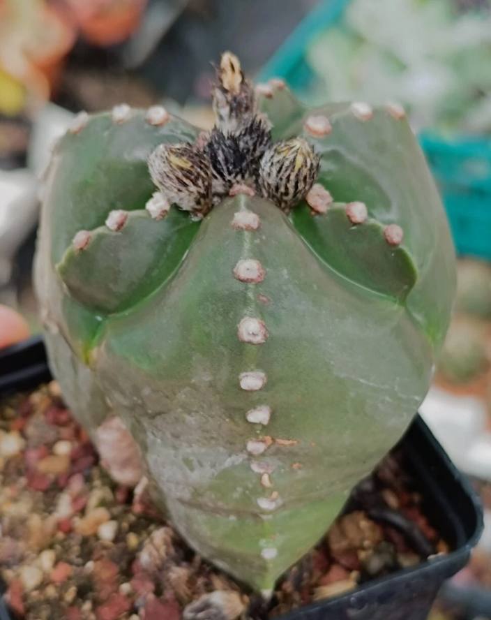Astrophytum nudum infracosta tricostatum f. Ball 10 Pieces Seeds