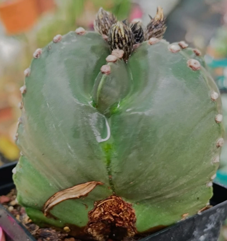 Astrophytum nudum infracosta tricostatum f. Ball 10 Pieces Seeds