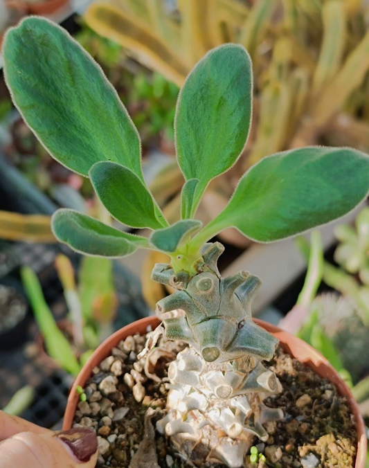 Tylecodon hirtifolium 7 Pieces Seeds