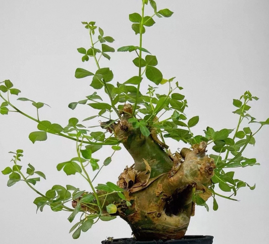 Commiphora virgata 4 Pieces Seeds