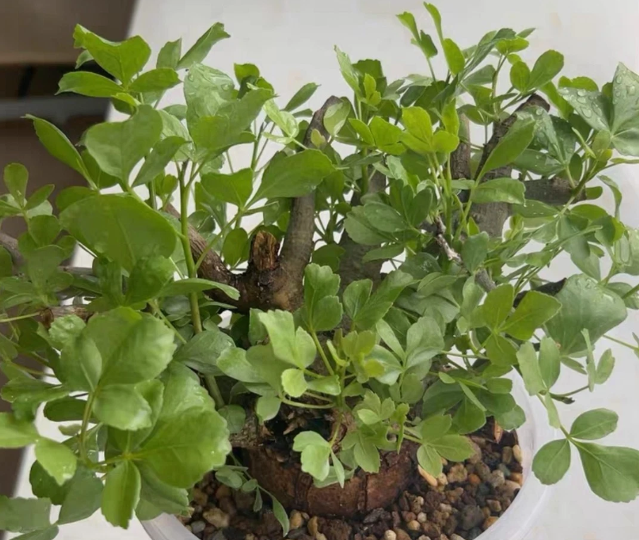 Commiphora omundomba 3 Pieces Seeds