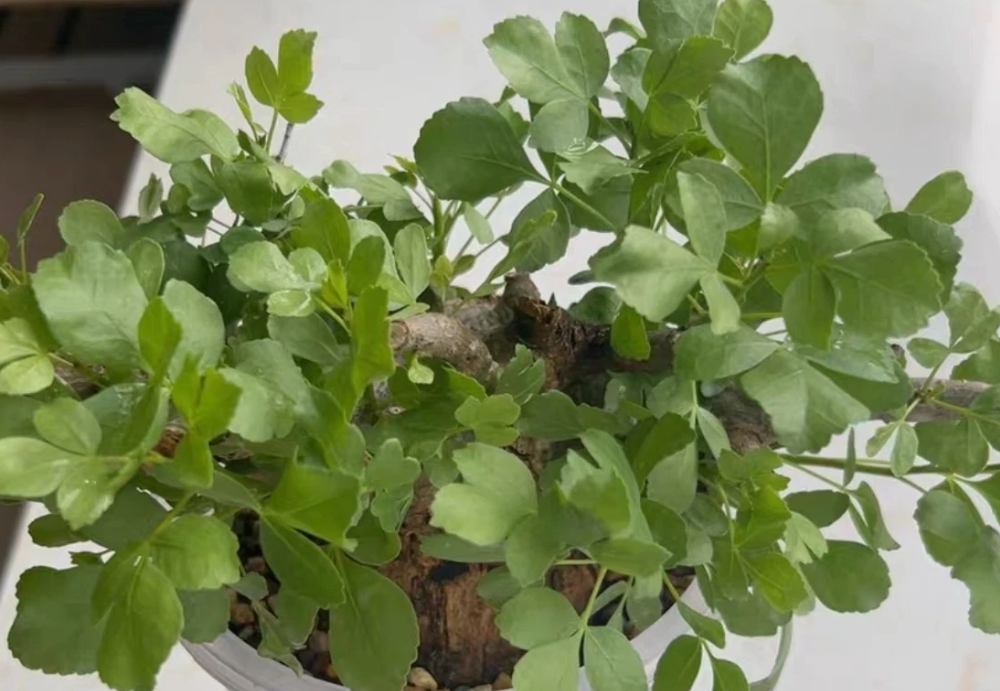 Commiphora omundomba 3 Pieces Seeds