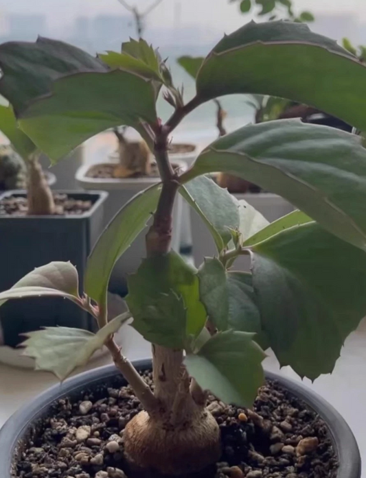 Cyphostemma Hardyi 5 Pieces Seeds