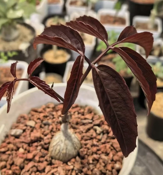 Cyphostemma ankaranense 4 Pieces Seeds