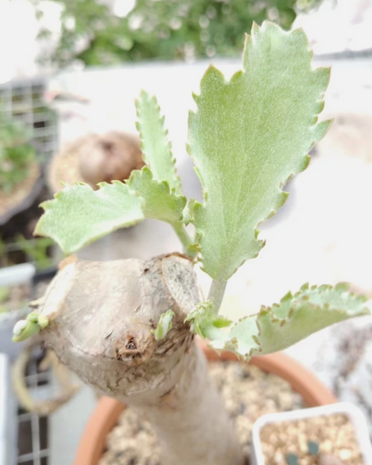 Cyphostemma currorii 6 Pieces Seeds