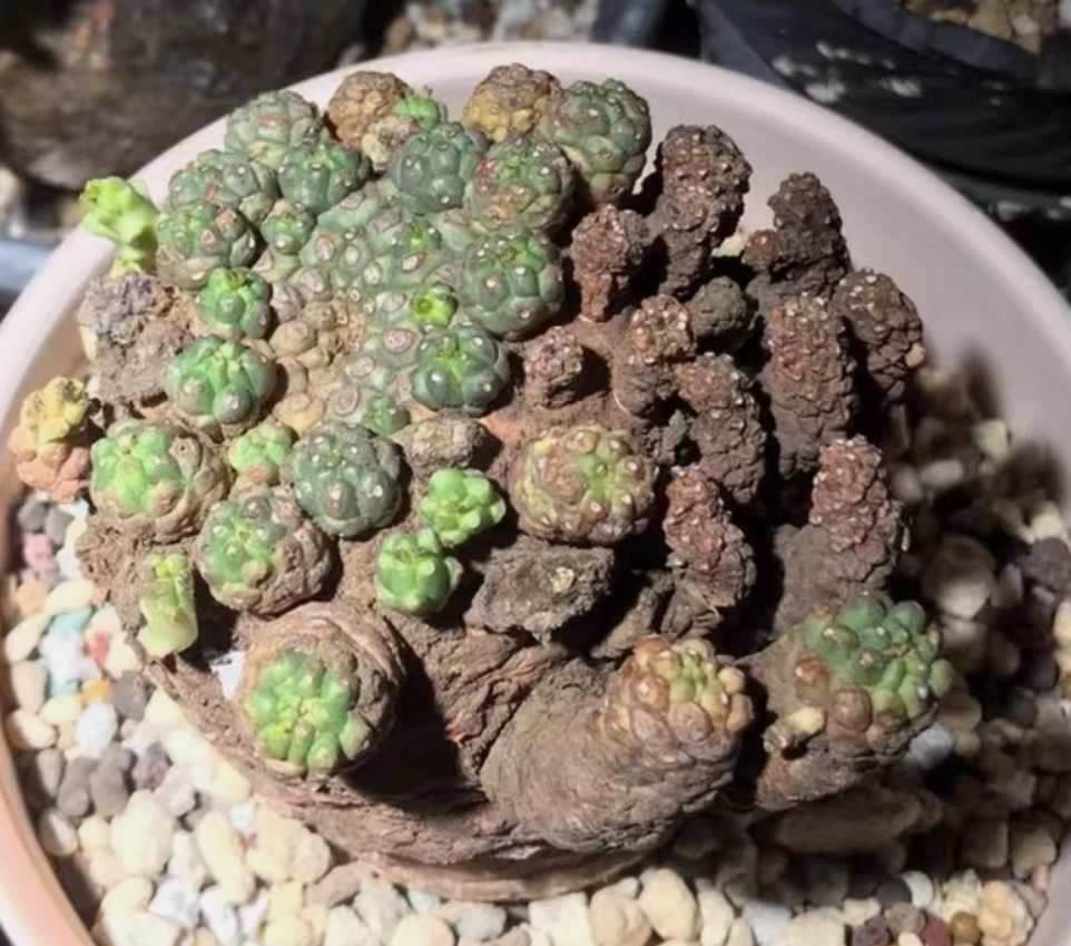 Euphorbia clavarioides 5 Pieces Seeds