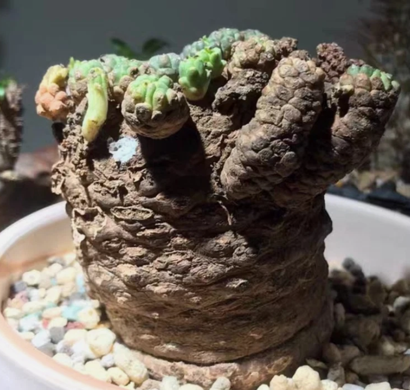 Euphorbia clavarioides 5 Pieces Seeds