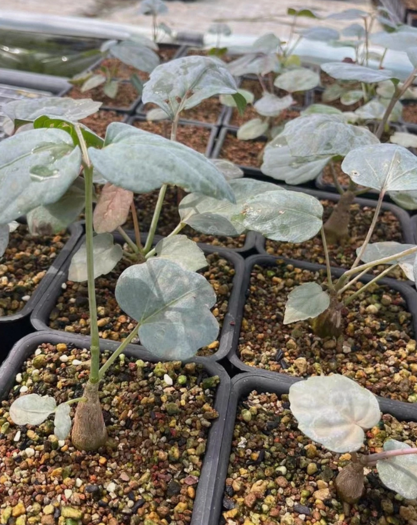 Cyphostemma rutilans 6 Pieces Seeds