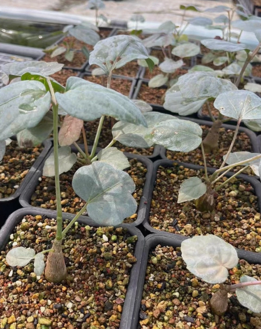 Cyphostemma rutilans 6 Pieces Seeds