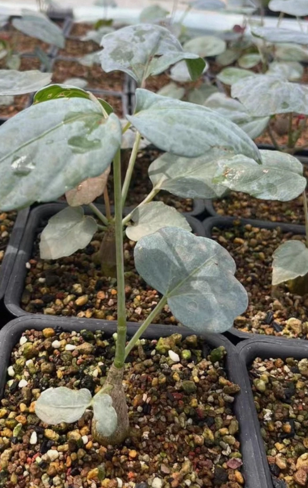 Cyphostemma rutilans 6 Pieces Seeds