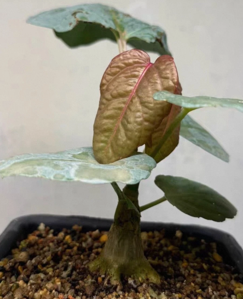Cyphostemma rutilans 6 Pieces Seeds