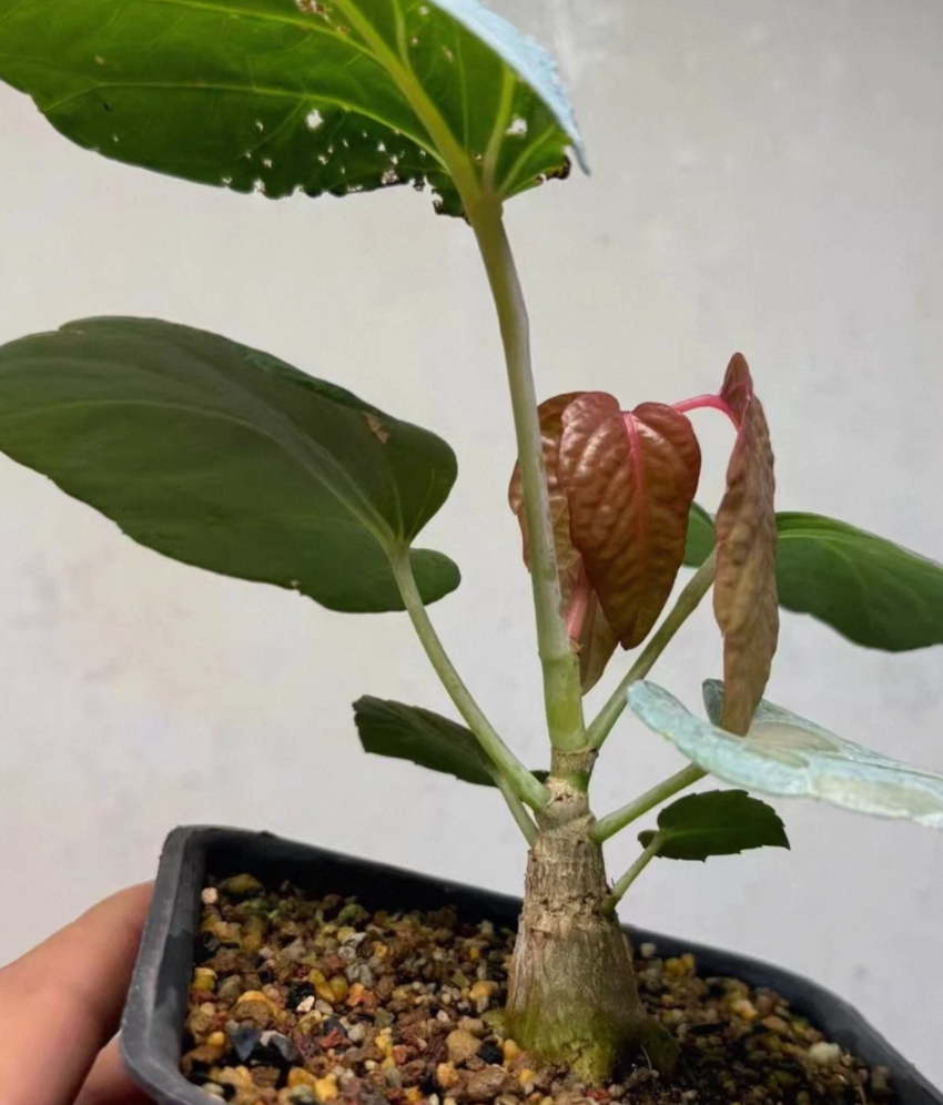 Cyphostemma rutilans 6 Pieces Seeds