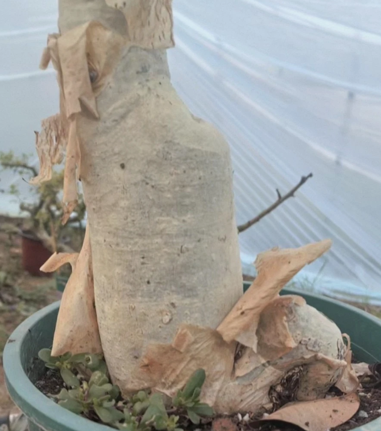 Cyphostemma macrocarpum 5 Pieces Seeds
