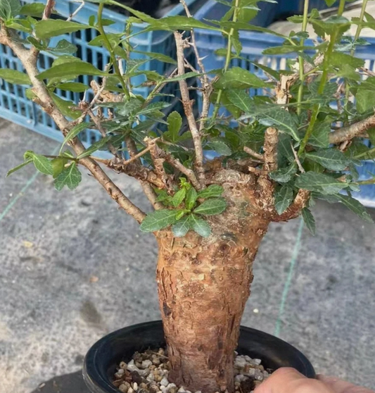 Commiphora habessinica 3 Pieces Seeds