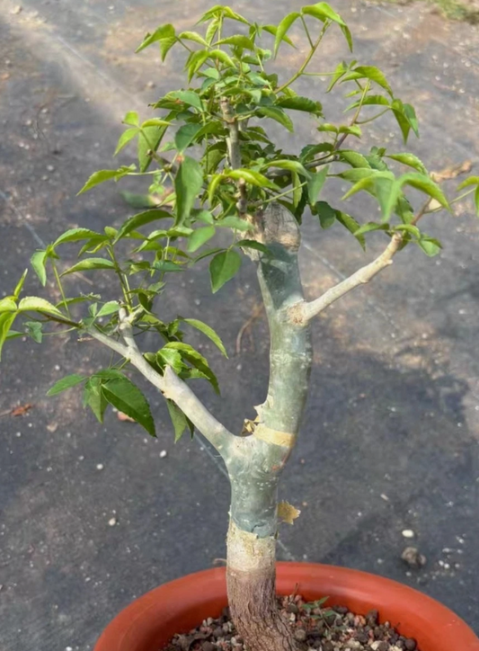 Commiphora Eminii 5 Pieces Seeds