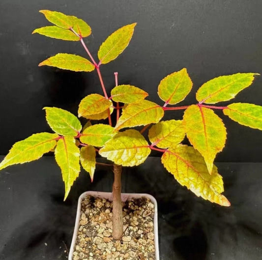 Commiphora Guillauminii 5 Pieces Seeds