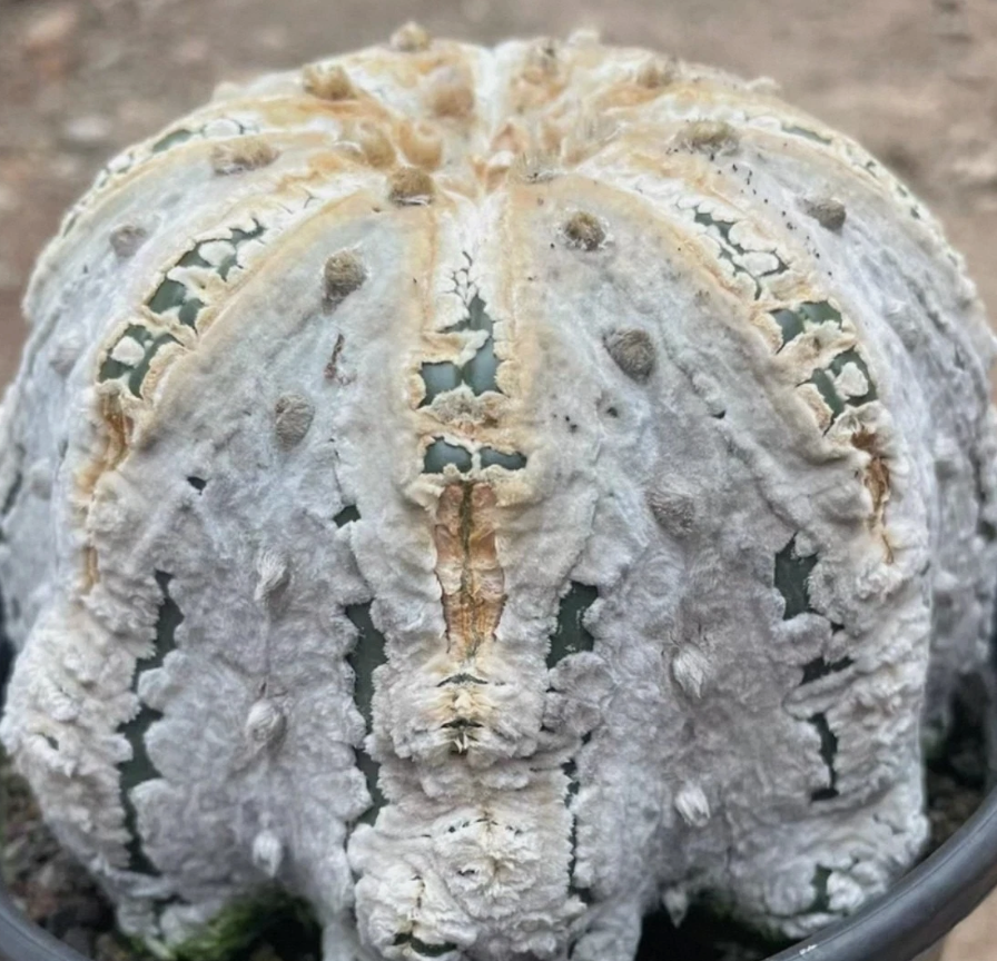 Astrophytum asterias cv. Mirakuru 'Miracle' 10 Pieces Seeds